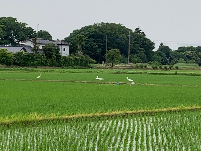 蓮田の田園風景 癒されます 06 06更新 蓮田市